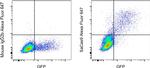 Staphylococcus aureus Cas9 Antibody in Flow Cytometry (Flow)