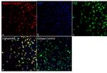 Sendai virus HN Antibody in Immunocytochemistry (ICC/IF)