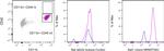 Sall1 Antibody