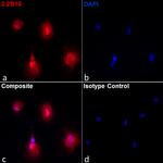 GFAP Antibody in Immunocytochemistry (ICC/IF)