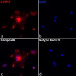 GFAP Antibody in Immunocytochemistry (ICC/IF)