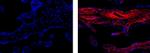 Collagen IV Antibody in Immunohistochemistry (Paraffin) (IHC (P))