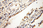 IST1 Antibody in Immunohistochemistry (Paraffin) (IHC (P))