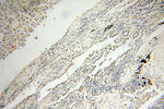 IST1 Antibody in Immunohistochemistry (Paraffin) (IHC (P))