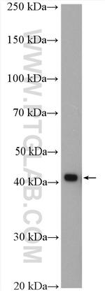 IST1 Antibody in Western Blot (WB)