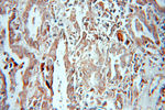 DUSP22 Antibody in Immunohistochemistry (Paraffin) (IHC (P))