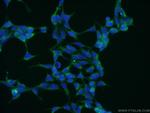 PTRH2 Antibody in Immunocytochemistry (ICC/IF)