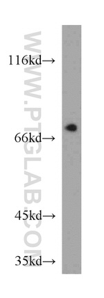 BRD7 Antibody in Western Blot (WB)