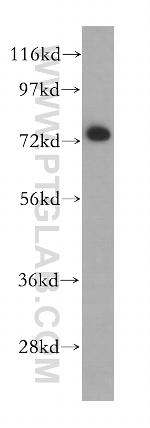 BRD7 Antibody in Western Blot (WB)