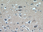 FABP7 Antibody in Immunohistochemistry (Paraffin) (IHC (P))