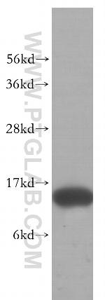 FABP7 Antibody in Western Blot (WB)