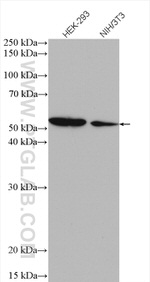 SPTLC2 Antibody in Western Blot (WB)