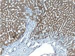 GRHPR Antibody in Immunohistochemistry (Paraffin) (IHC (P))