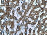 GRHPR Antibody in Immunohistochemistry (Paraffin) (IHC (P))