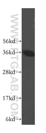 GRHPR Antibody in Western Blot (WB)