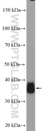 GRHPR Antibody in Western Blot (WB)