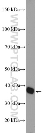 GRHPR Antibody in Western Blot (WB)