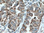 SLC25A6 Antibody in Immunohistochemistry (Paraffin) (IHC (P))