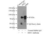 HSF1 Antibody in Immunoprecipitation (IP)