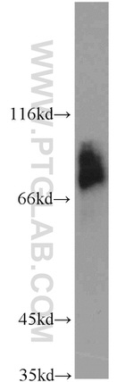 HSF1 Antibody in Western Blot (WB)