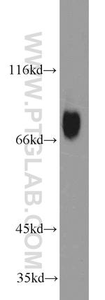 HSF1 Antibody in Western Blot (WB)