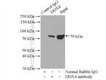 DDX4/VASA Antibody in Immunoprecipitation (IP)