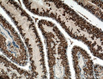 DDX4/VASA Antibody in Immunohistochemistry (Paraffin) (IHC (P))