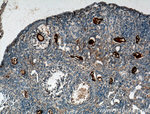 DDX4/VASA Antibody in Immunohistochemistry (Paraffin) (IHC (P))