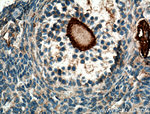 DDX4/VASA Antibody in Immunohistochemistry (Paraffin) (IHC (P))