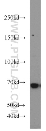 ELL Antibody in Western Blot (WB)