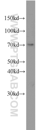 ELL Antibody in Western Blot (WB)