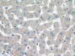 SIK1 Antibody in Immunohistochemistry (Paraffin) (IHC (P))