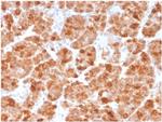 Geminin/DNA Replication Inhibitor Antibody in Immunohistochemistry (Paraffin) (IHC (P))