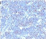 Geminin/DNA Replication Inhibitor Antibody in Immunohistochemistry (Paraffin) (IHC (P))