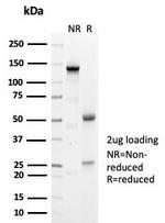 Geminin/DNA Replication Inhibitor Antibody in SDS-PAGE (SDS-PAGE)