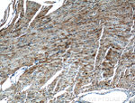 CRLS1 Antibody in Immunohistochemistry (Paraffin) (IHC (P))