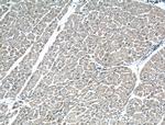 CRLS1 Antibody in Immunohistochemistry (Paraffin) (IHC (P))