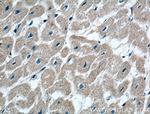 CRLS1 Antibody in Immunohistochemistry (Paraffin) (IHC (P))