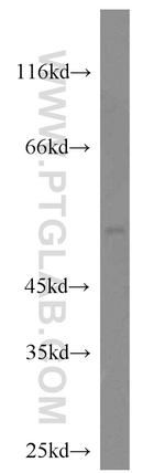 CRLS1 Antibody in Western Blot (WB)