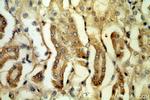 PLSCR3 Antibody in Immunohistochemistry (Paraffin) (IHC (P))