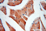 PLSCR3 Antibody in Immunohistochemistry (Paraffin) (IHC (P))