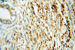 GSK3B Antibody in Immunohistochemistry (Paraffin) (IHC (P))