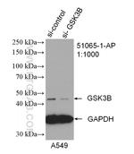 GSK3B Antibody in Western Blot (WB)