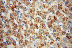 IkB alpha Antibody in Immunohistochemistry (Paraffin) (IHC (P))