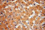 IkB alpha Antibody in Immunohistochemistry (Paraffin) (IHC (P))