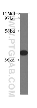 IkB alpha Antibody in Western Blot (WB)