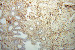 ERK1/2 Antibody in Immunohistochemistry (Paraffin) (IHC (P))