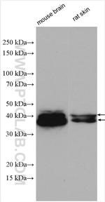 ERK1/2 Antibody in Western Blot (WB)