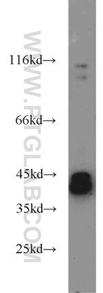 ERK1/2 Antibody in Western Blot (WB)