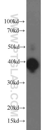 ERK1/2 Antibody in Western Blot (WB)